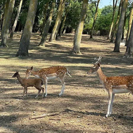 Hotel La Jasso Hotel, Maison De Famille