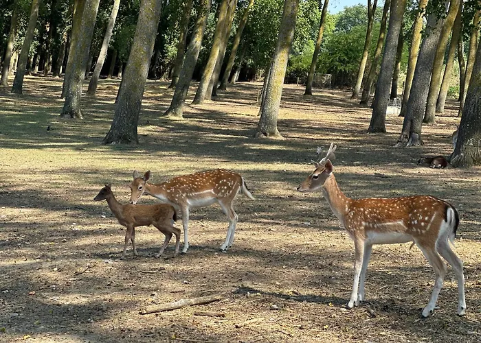Hotel La Jasso Hotel, Maison De Famille